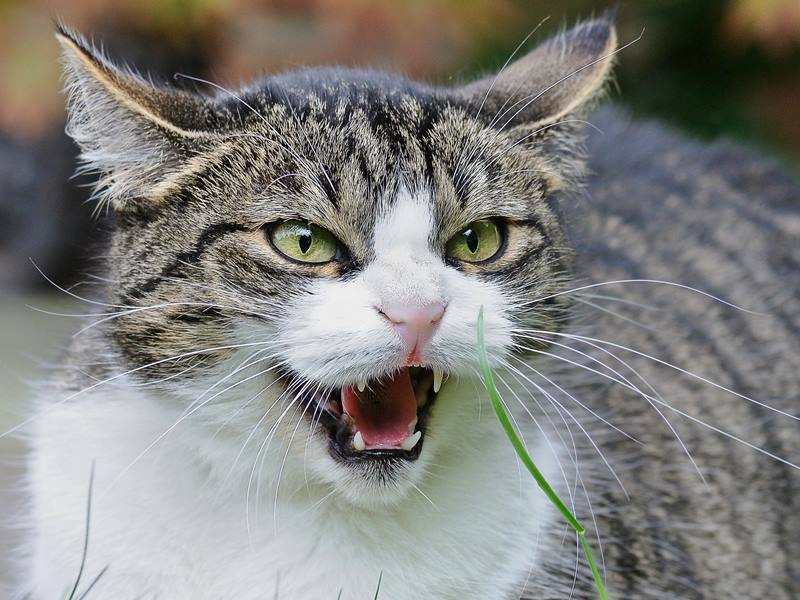 Regresó la rabia, estemos atentos | El Heraldo de Aguascalientes ...